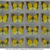 colias erate chrysodona2 volg3 